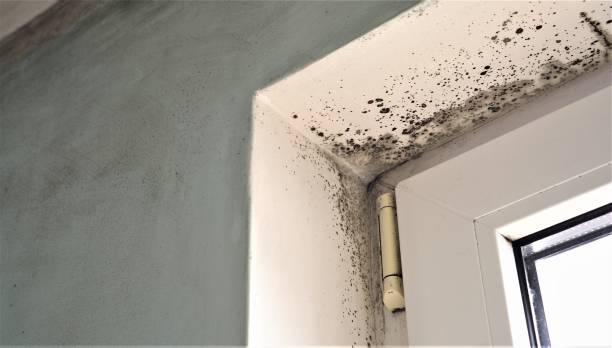 Best Mold Remediation for Healthcare Facilities  in Worcester, MA