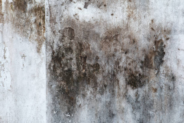 Mold Removal for HVAC Installations in Worcester, MA