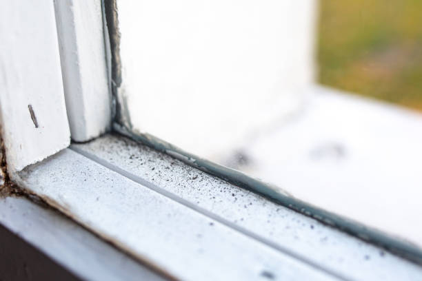  Worcester, MA Mold Removal Pros