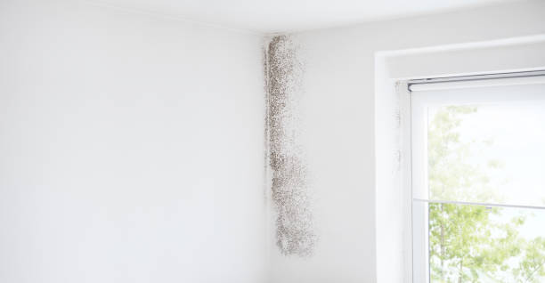 Forensic Mold Investigation in Worcester, MA