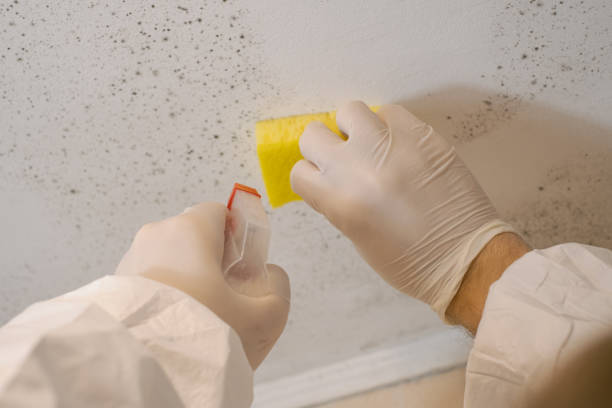 Best Crawl Space Mold Remediation  in Worcester, MA