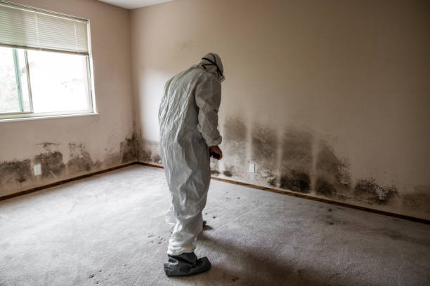 Best Industrial Mold Remediation  in Worcester, MA