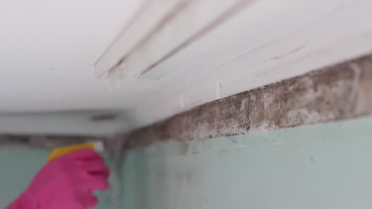 Worcester, MA Mold Removal Company